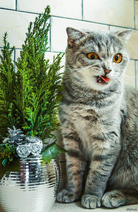 Не вкусно - кот, не вкусно, кошка - оригинал