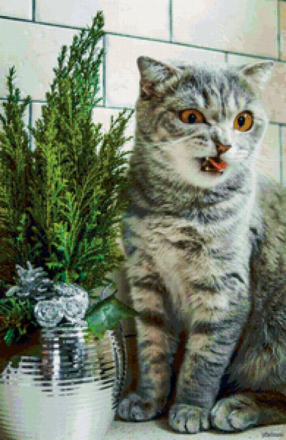 Не вкусно - не вкусно, кошка, кот - предпросмотр