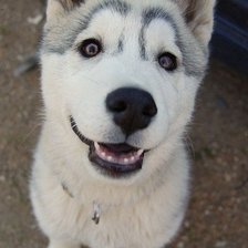 Схема вышивки «Пес»