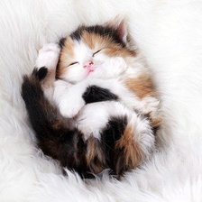 Схема вышивки «Котенок»