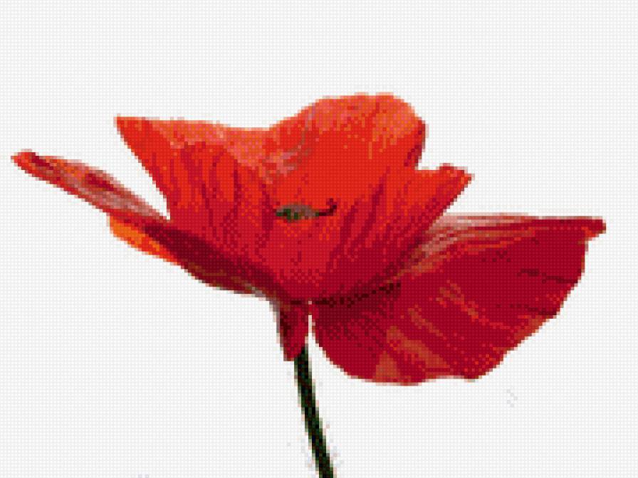 Красный мак - цветок, мак, красный - предпросмотр