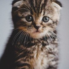 Схема вышивки «Котёнок»