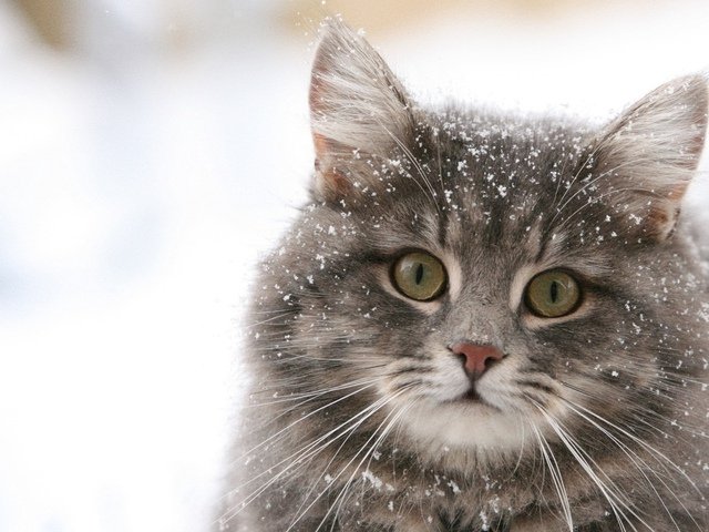 кошка в снегу - коты, снег - оригинал