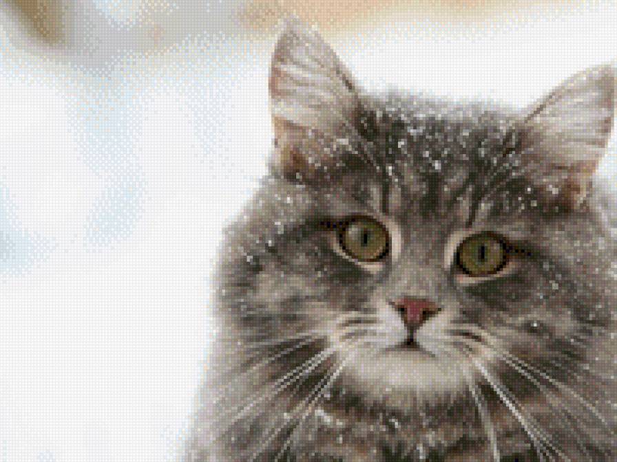 кошка в снегу - коты, снег - предпросмотр