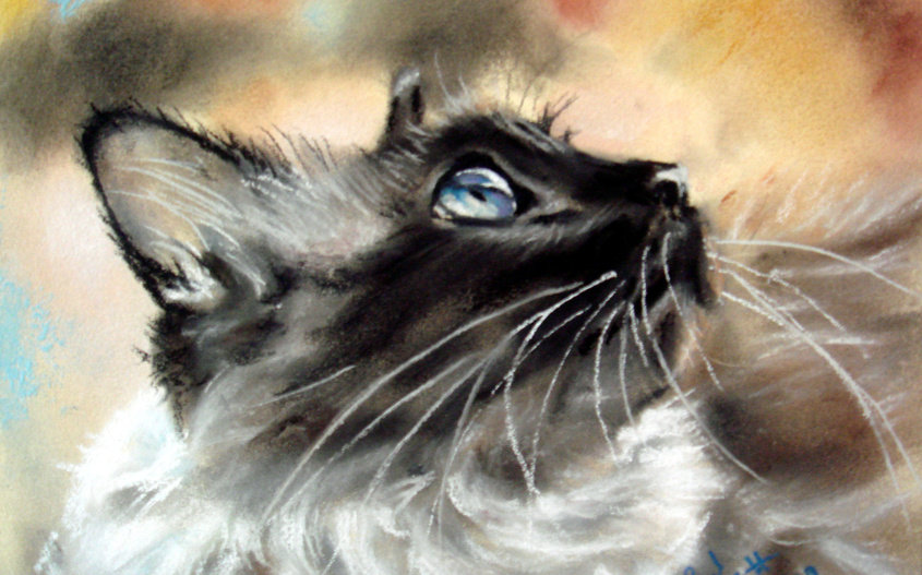 Балинезийка - кошки - оригинал