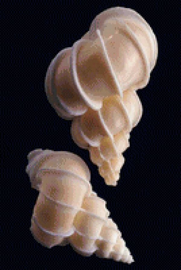 Ракушки на черном. 2 - черный фон, ракушка - предпросмотр