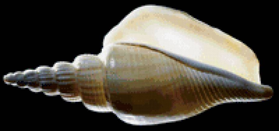 Ракушки на черном. 5 - ракушка, черный фон - предпросмотр