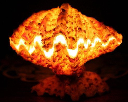 Ракушки на черном. 10 - ракушка, черный фон - оригинал