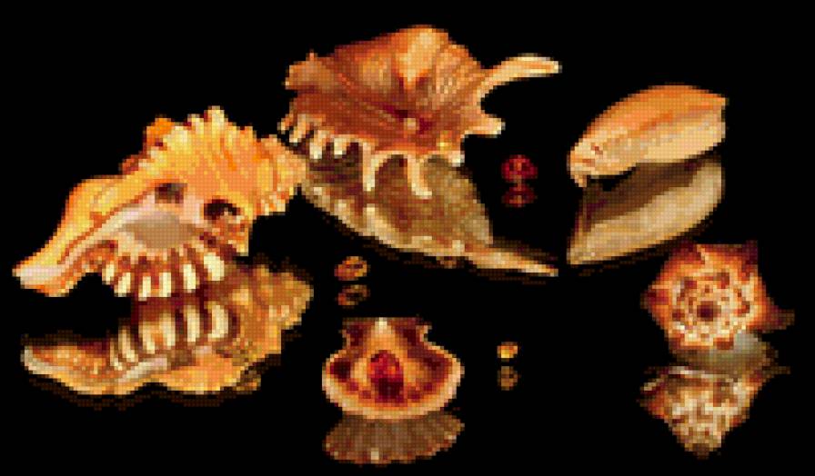 Ракушки на черном. 11 - черный фон, ракушка - предпросмотр