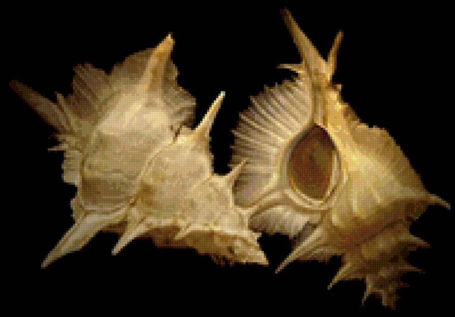 Ракушки на черном. 13 - ракушка, черный фон - предпросмотр