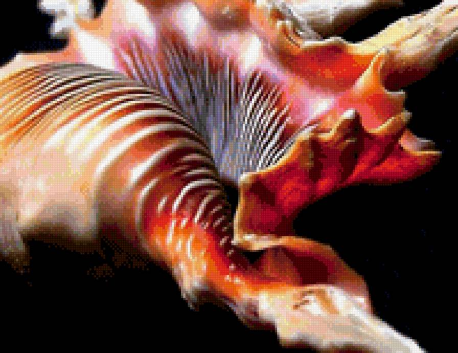 Ракушки на черном. 14 - черный фон, ракушка - предпросмотр