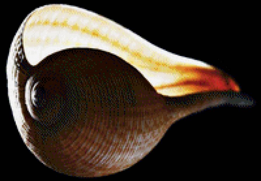 Ракушки на черном. 16 - черный фон, ракушка - предпросмотр