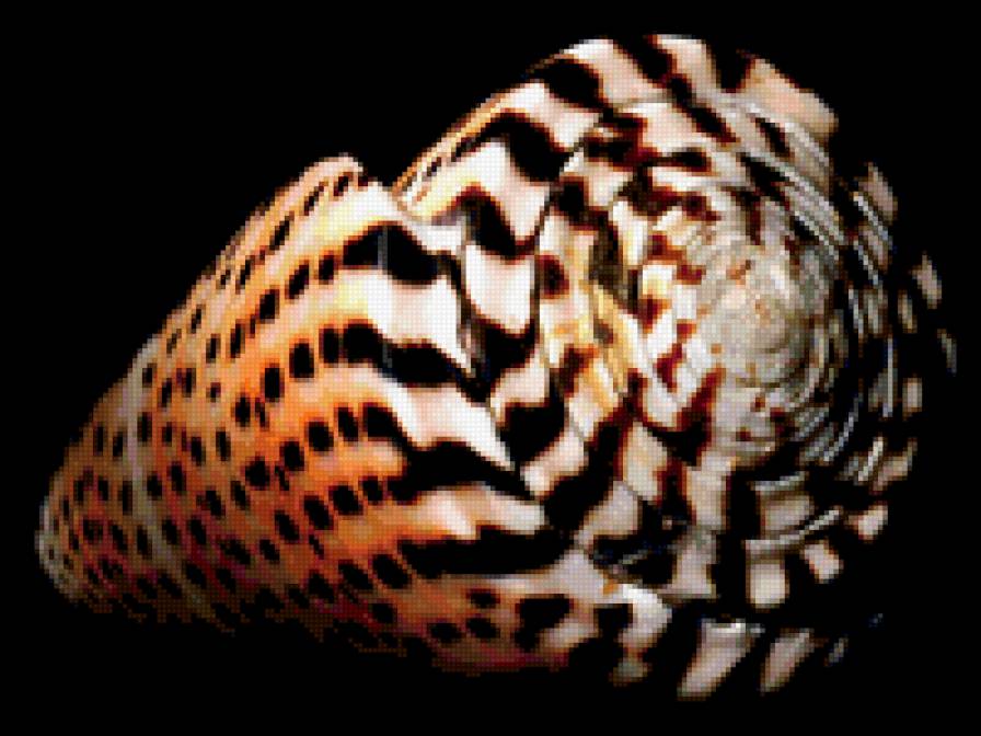 Ракушки на черном. 17 - ракушка, черный фон - предпросмотр