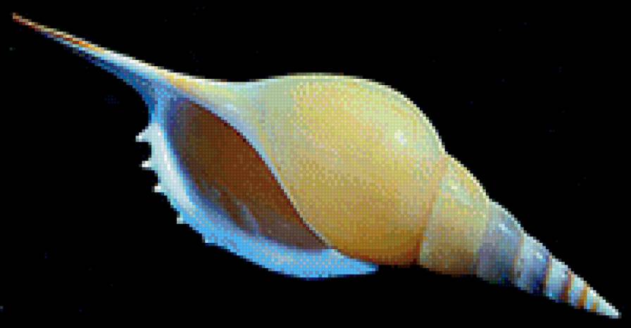 Ракушки на черном. 18 - черный фон, ракушка - предпросмотр