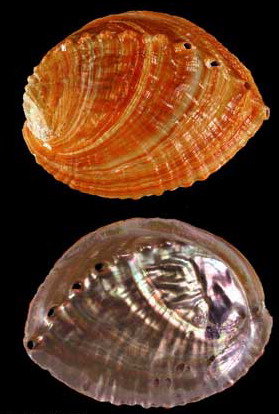 Ракушки на черном. 20 - черный фон, ракушка - оригинал