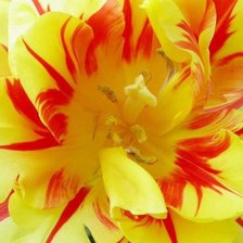 Схема вышивки «душа тюльпана»