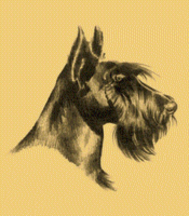 Скотч терьер - скотч терьер, животные, скотти, собаки - предпросмотр