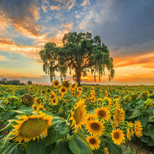 Схема вышивки «пейзаж»