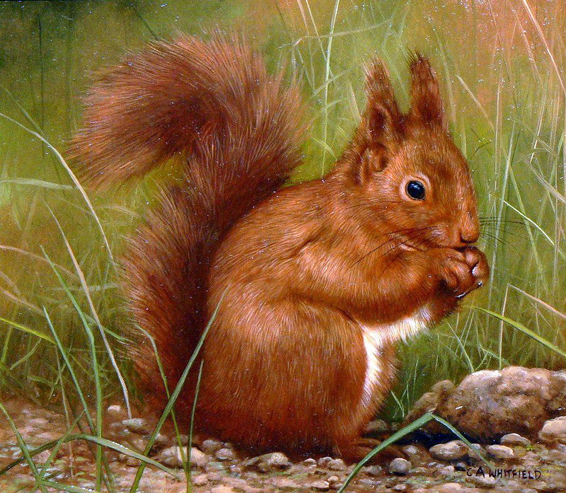 0226 - природа, красота, живопись, картина, животные, лето, белка - оригинал