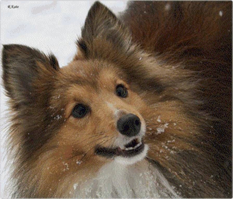 Смайл - шелти, собака - предпросмотр