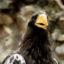 Схема вышивки «Орел»