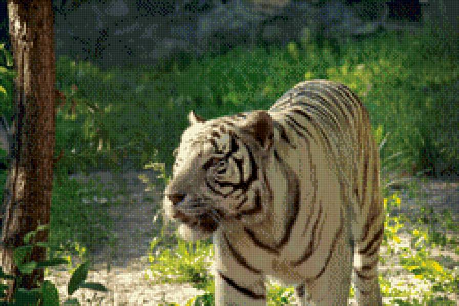 белый тигр - тигр, хищник, кошка - предпросмотр
