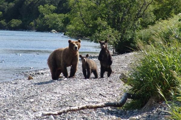медведи - 1 - оригинал