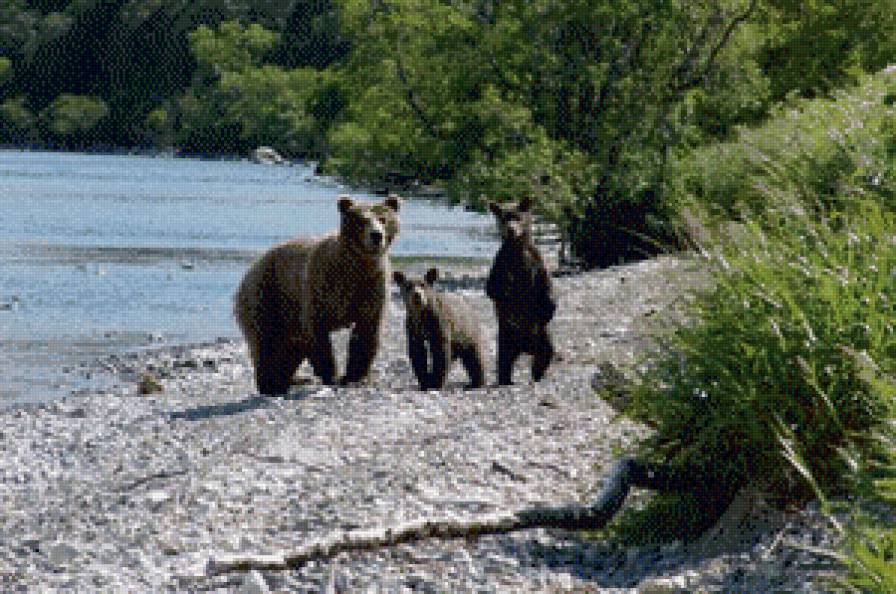 медведи - 1 - предпросмотр