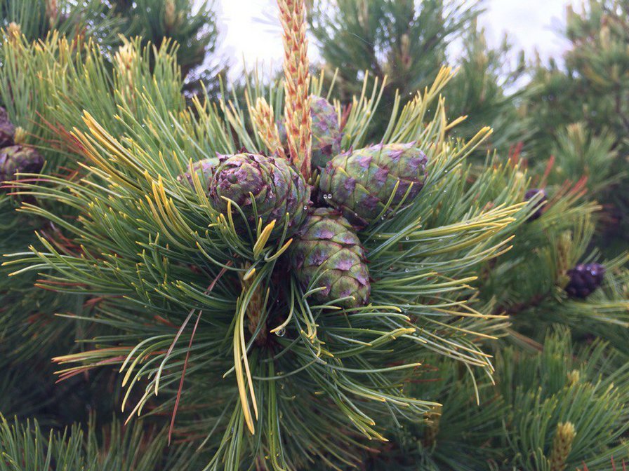 шишки - шишки - оригинал