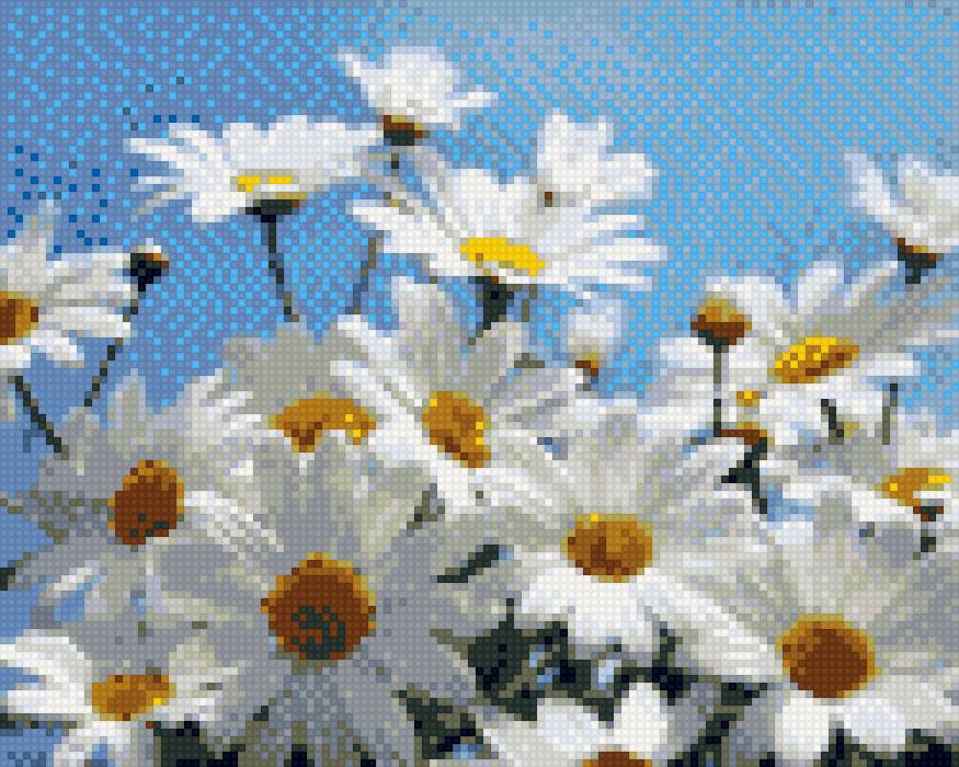 ромашки - цветы, ромашки - предпросмотр