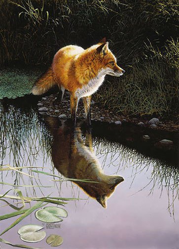 лиса на озере - отражение, лиса, вода, озеро - оригинал