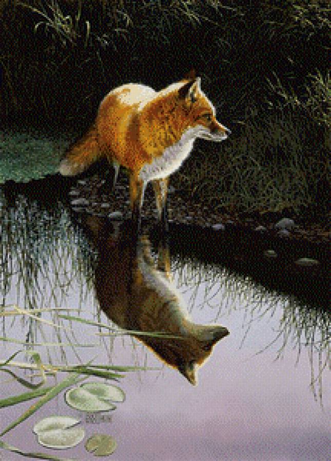 лиса на озере - лиса, вода, отражение, озеро - предпросмотр