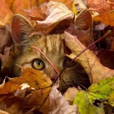 Схема вышивки «котенок»