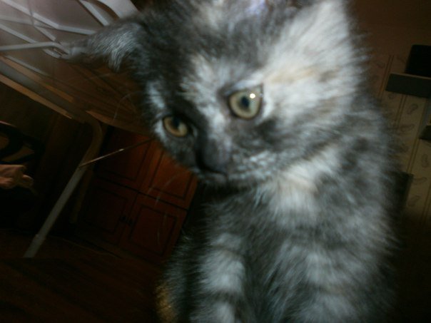 кнопка - котенок - оригинал