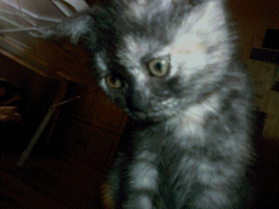 кнопка - котенок - предпросмотр