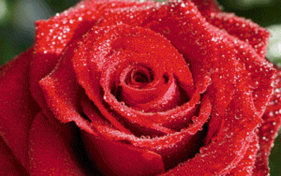 розы - розы - предпросмотр