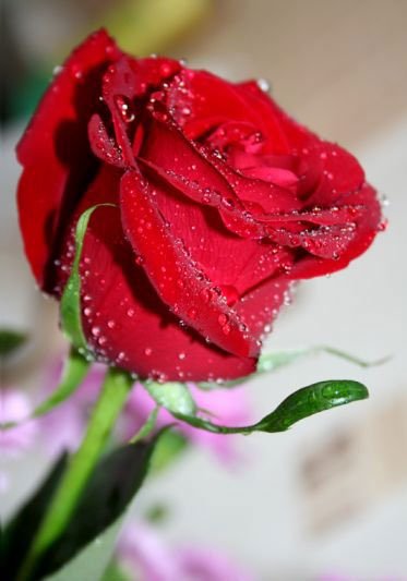 розы - розы - оригинал