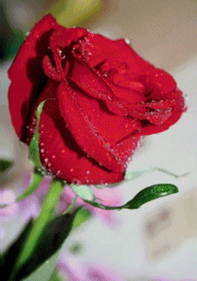 розы - розы - предпросмотр