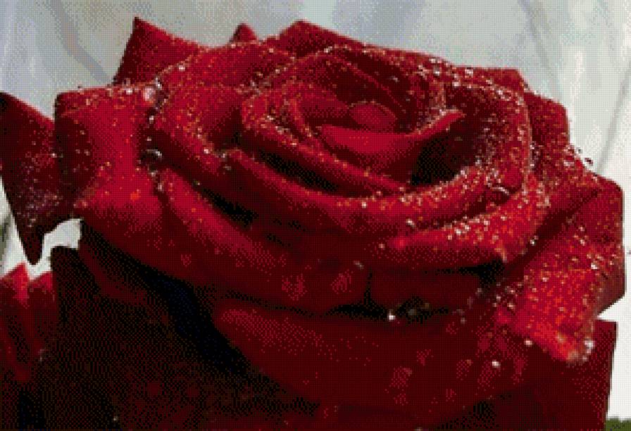 розы - розы - предпросмотр