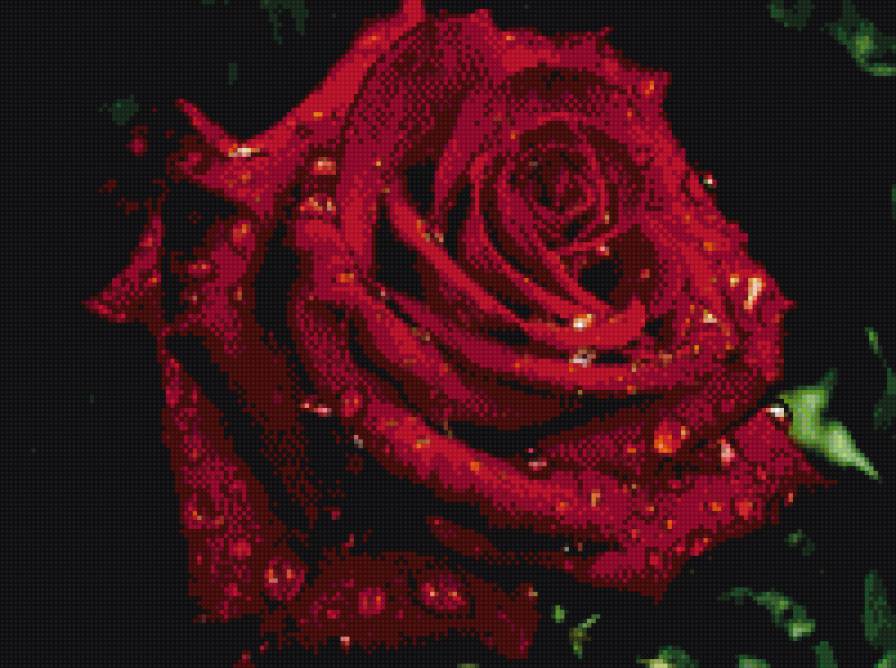 розы - розы - предпросмотр