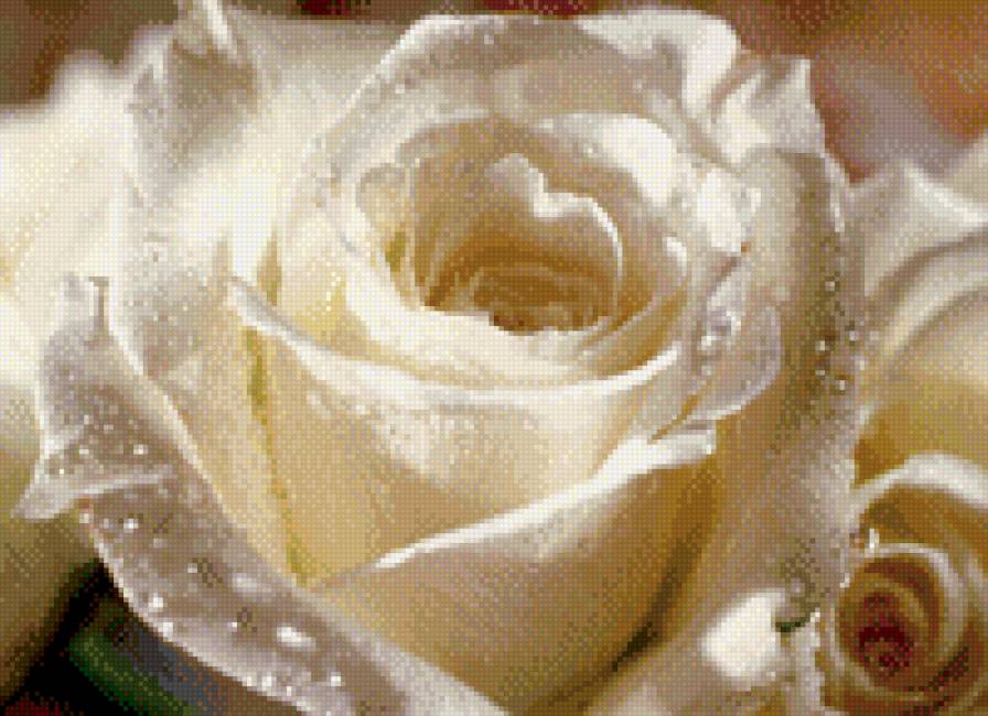 розы - розы - предпросмотр