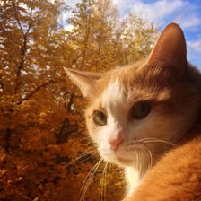 Схема вышивки «кот»