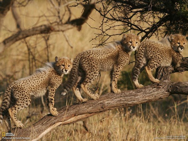 дикие животные - живвотные - оригинал