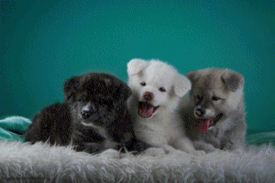Три щенка - собаки, щенки - предпросмотр