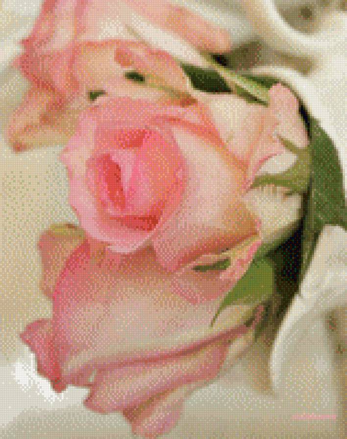 №1005882 - цветы, розы - предпросмотр