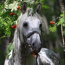 Схема вышивки «Лошадь»