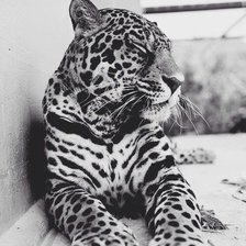 Схема вышивки «леопард»