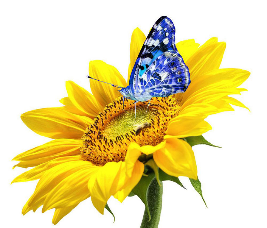 Бабочка - оригинал