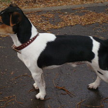 джек рассел терьер