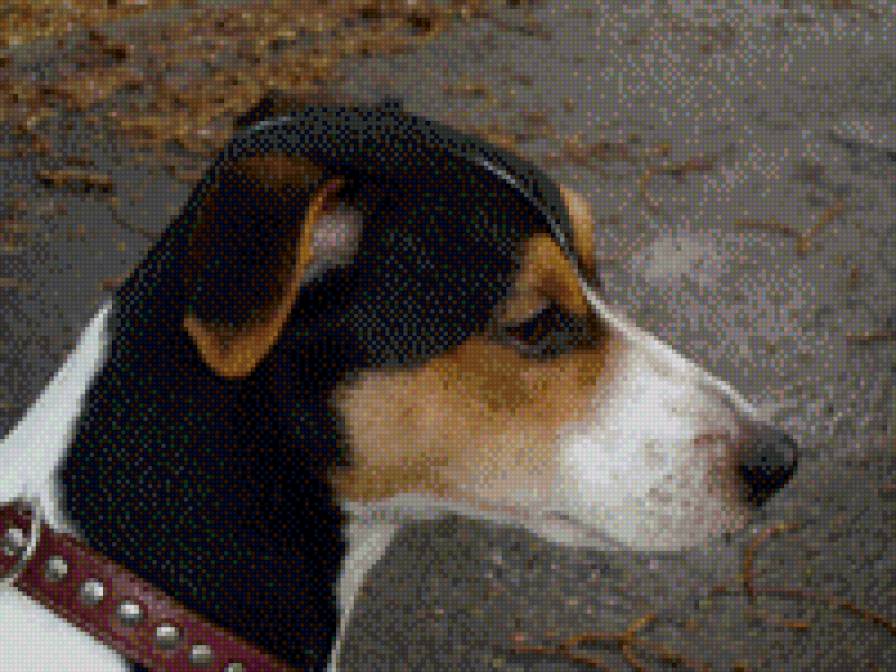 джек рас. терьер - собака леон - предпросмотр